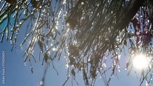 Winter background with tree covered ice in garden, visible sunflare through branches