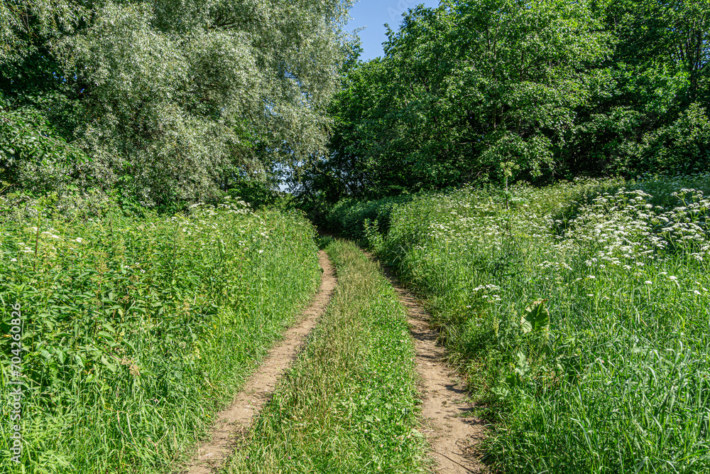 Dirty road through grass and trees Dirty road through grass and trees