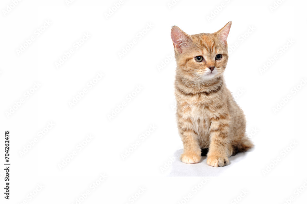 ginger purebred kitten sits on an isolated white background