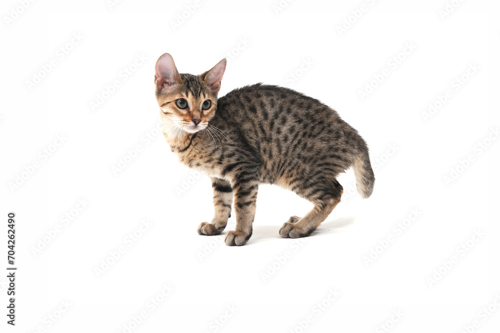 Obraz premium Purebred smooth-haired cat on a white isolated background