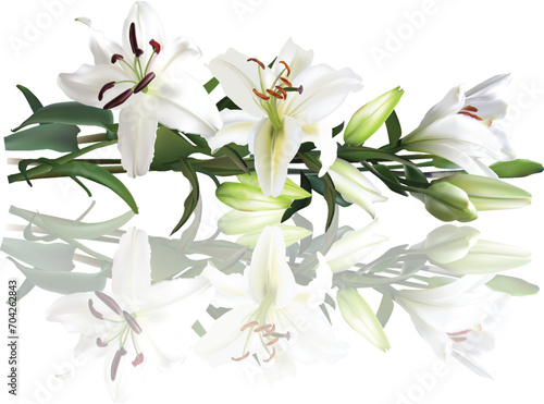 white isolated lily flower with reflection