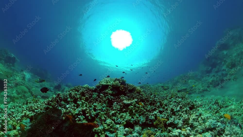 Tropical fishes and coral reef underwater. Hard and soft corals, underwater landscape. Travel vacation concept. Tropical fishes and coral reef underwater. Hard and soft corals, underwater landscape. Travel vacation concept.