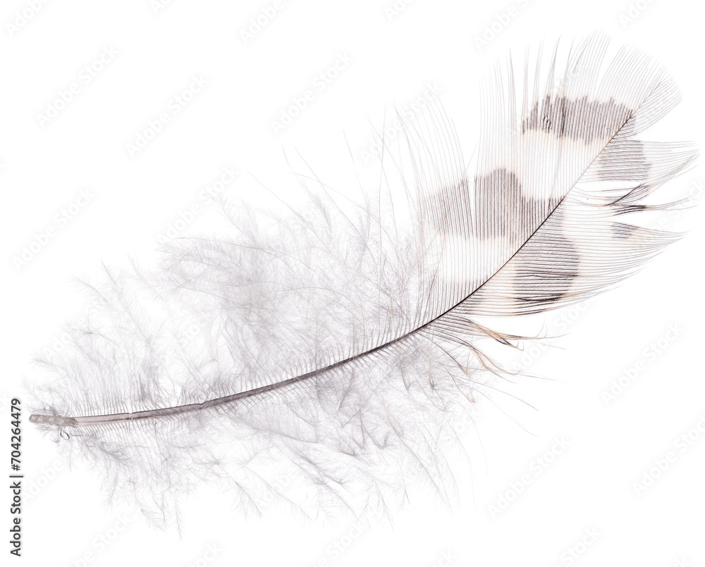 Obraz premium isolated feather with dark brown stripes