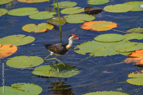 Comb-crested Jacana (Irediparra gallinacea), Lotusbird, Lillytrotter, walking on lily pads in a billabong
