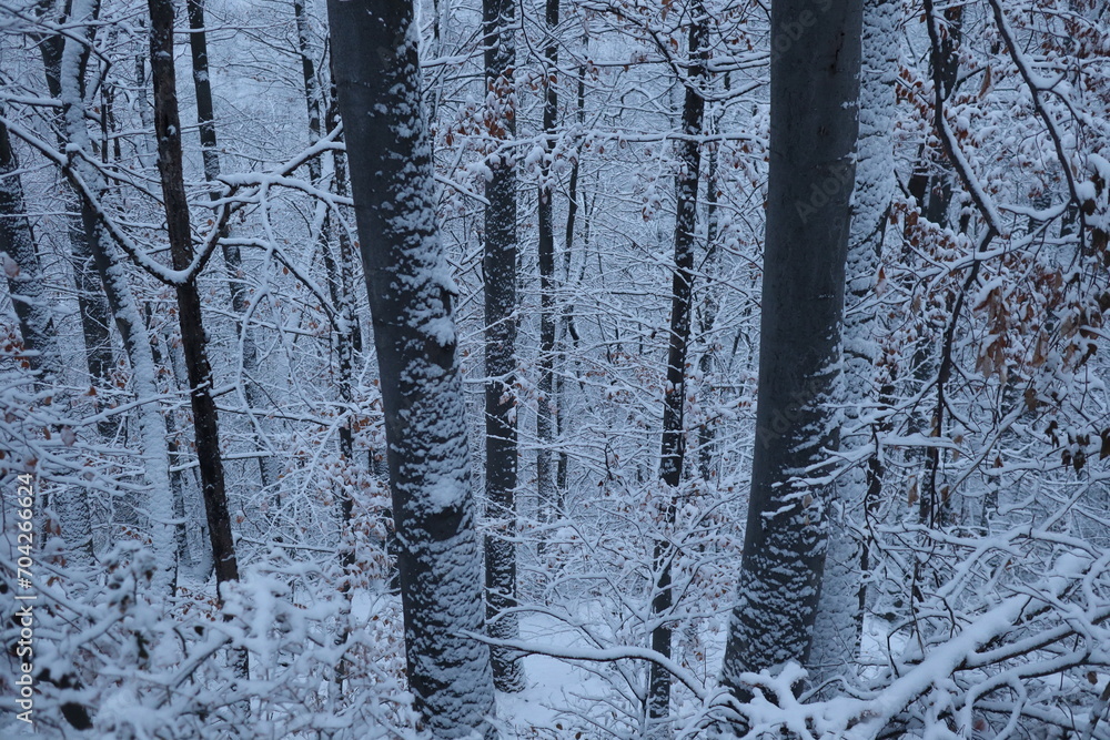 Fototapeta premium Winter forest snowy background