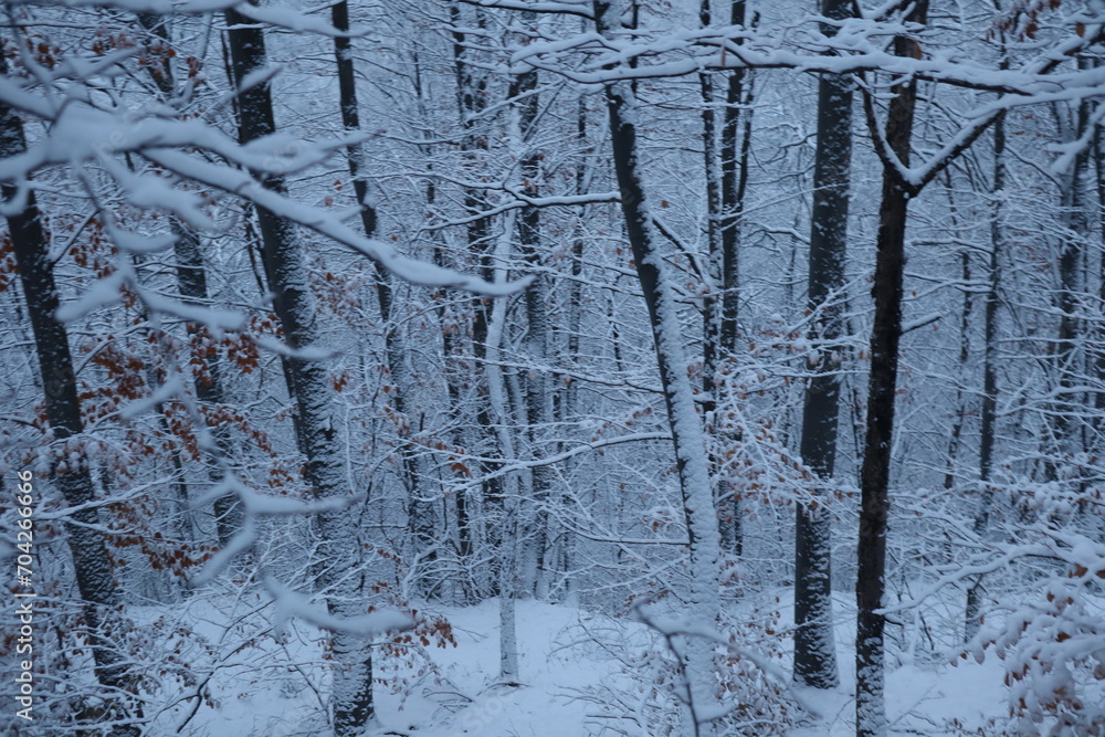 Fototapeta premium Winter forest snowy background