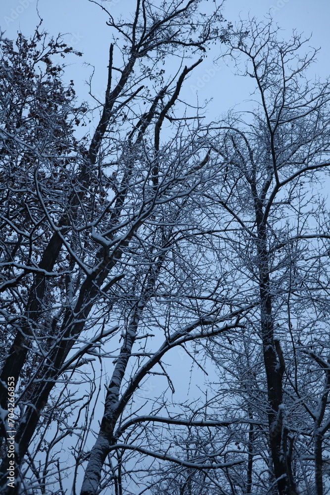 Winter forest snowy background Winter forest snowy background