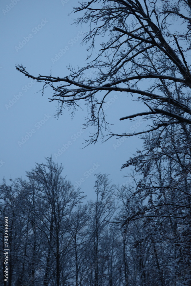 Winter forest snowy background Winter forest snowy background