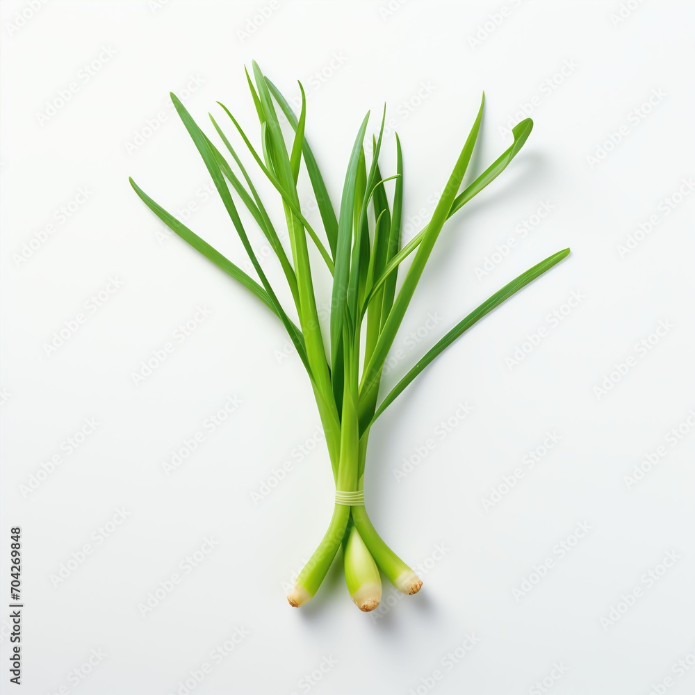 Photograph of scallion, top down view, wite background Photograph of scallion, top down view, wite background