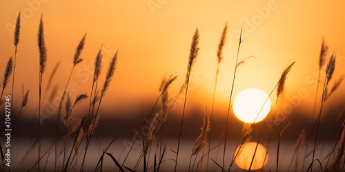 sunset in the field A sunset with a field of grass in the foreground and a smoke in the background.A sunset with a field of grass in the foreground and a smoke in the background.Beautiful grass 