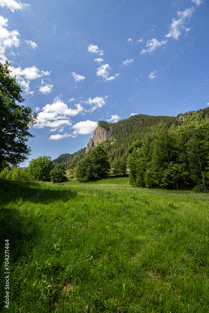 Grass field and trees in the mountain Grass field and trees in the mountain