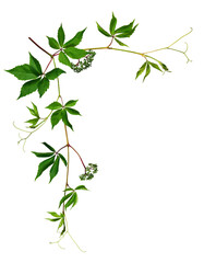 Young branches of wild grapes with leaves and fruits isolated on white background. Element for creating designs, cards, patterns, floral arrangements, frames and invitations. Corner arrangement.