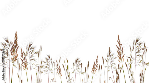Meadow grass frame border with spikelets isolated on white background. Dry meadow grass with fluffy spikelets.