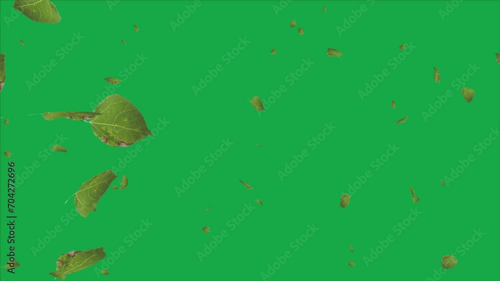 A video illustration showcasing falling green aspen leaves against a green background. A video illustration showcasing falling green aspen leaves against a green background.