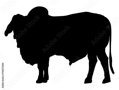 Brahman Bull silhouette vector art white background