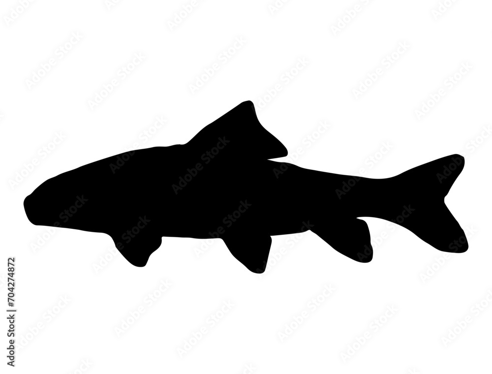 Silver Redhorse fish silhouette vector art white background Silver Redhorse fish silhouette vector art white background