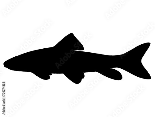 Silver Redhorse fish silhouette vector art white background