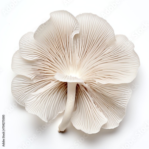 Photograph of oyster mushroom, top down view, wite background 