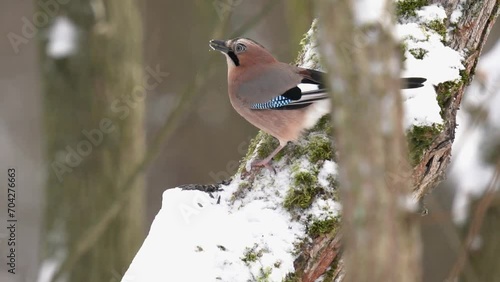 A jay eats sunflower seeds on a snow-covered tree. The bird flies away. Slow Motion (120fps). The Eurasian jay (Garrulus glandarius) is a species of passerine bird in the crow family Corvidae. photo