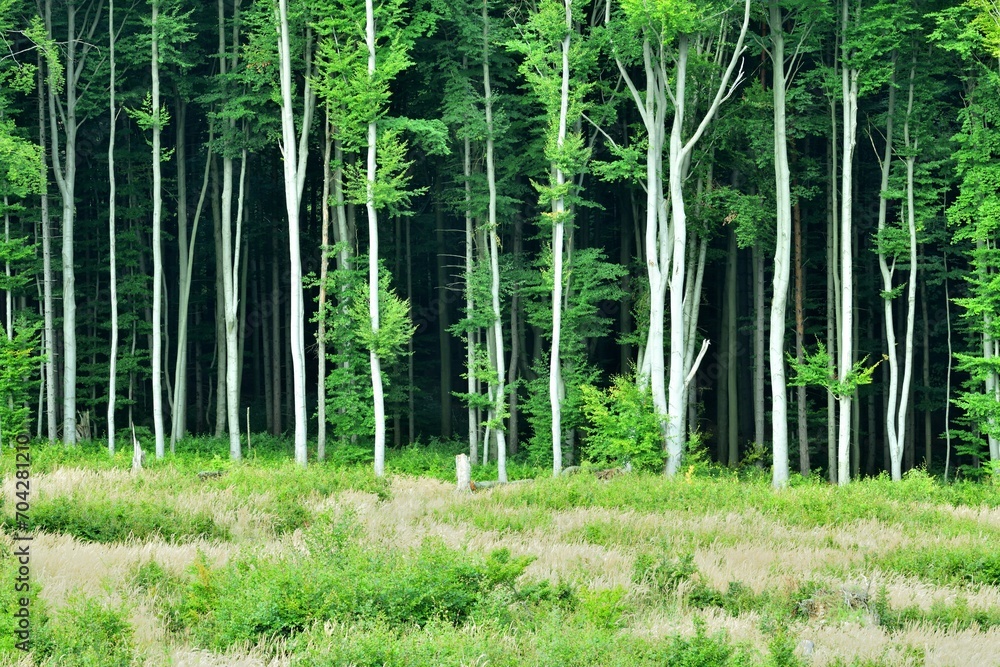 A view of the edge of the forest and unmown meadow with bushes