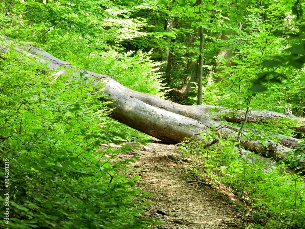 A large fallen tree in the forest across a hiking trail
