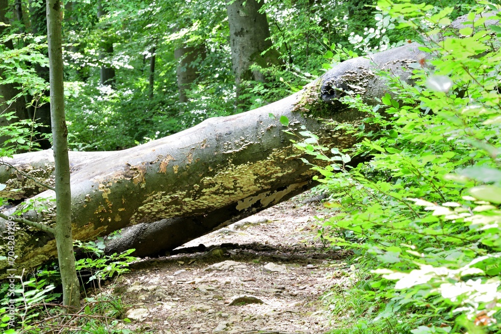 A fallen tree in the forest across the hiking trail