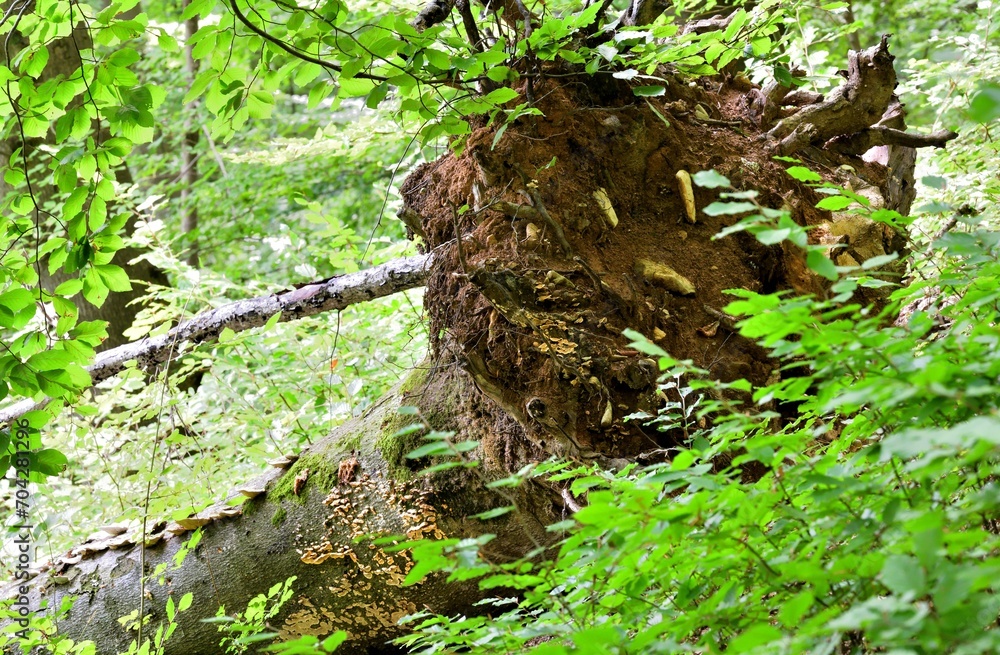 A fallen tree stump with roots and soil in the forest