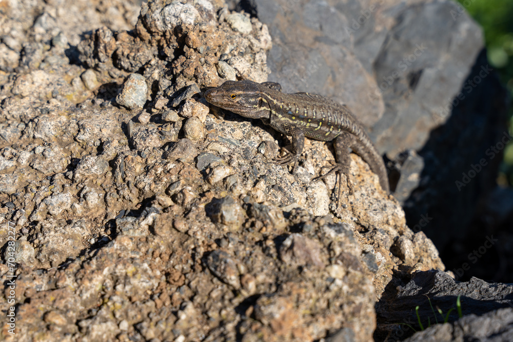 Gallotia galloti or Gallot's lizard, the Tenerife lizard, the Western Canaries lizard on laying rocks Gallotia galloti or Gallot's lizard, the Tenerife lizard, the Western Canaries lizard on laying rocks