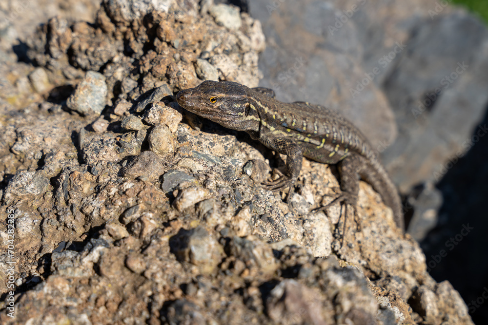 Gallotia galloti or Gallot's lizard, the Tenerife lizard, the Western Canaries lizard on laying rocks Gallotia galloti or Gallot's lizard, the Tenerife lizard, the Western Canaries lizard on laying rocks