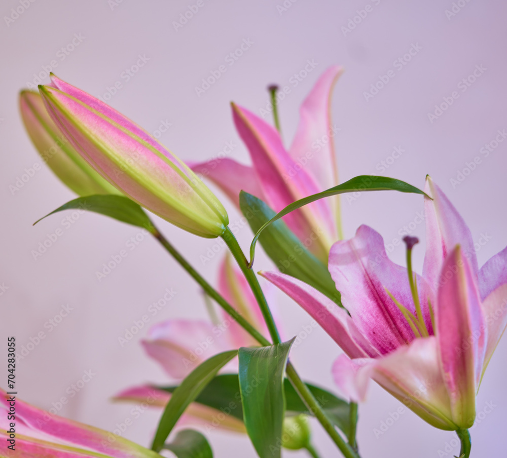 lily flower growing on a bright background
