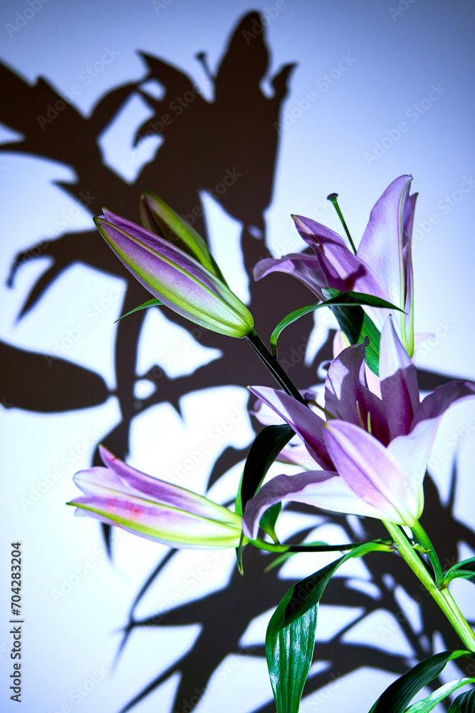 Obraz premium lily flower growing on a bright background