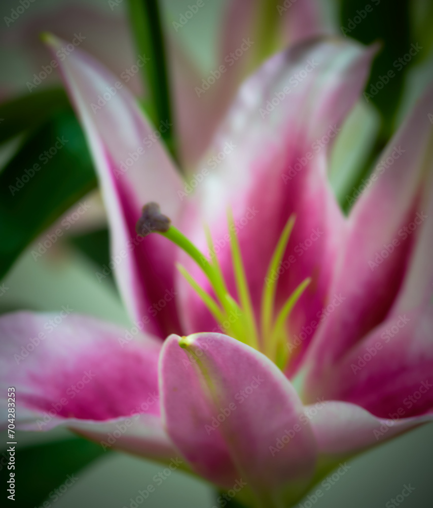 Fototapeta premium lily flower growing on a bright background
