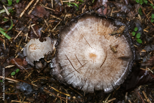 Coprinopsis atramentaria mushroom edible mushroom good cooking photo