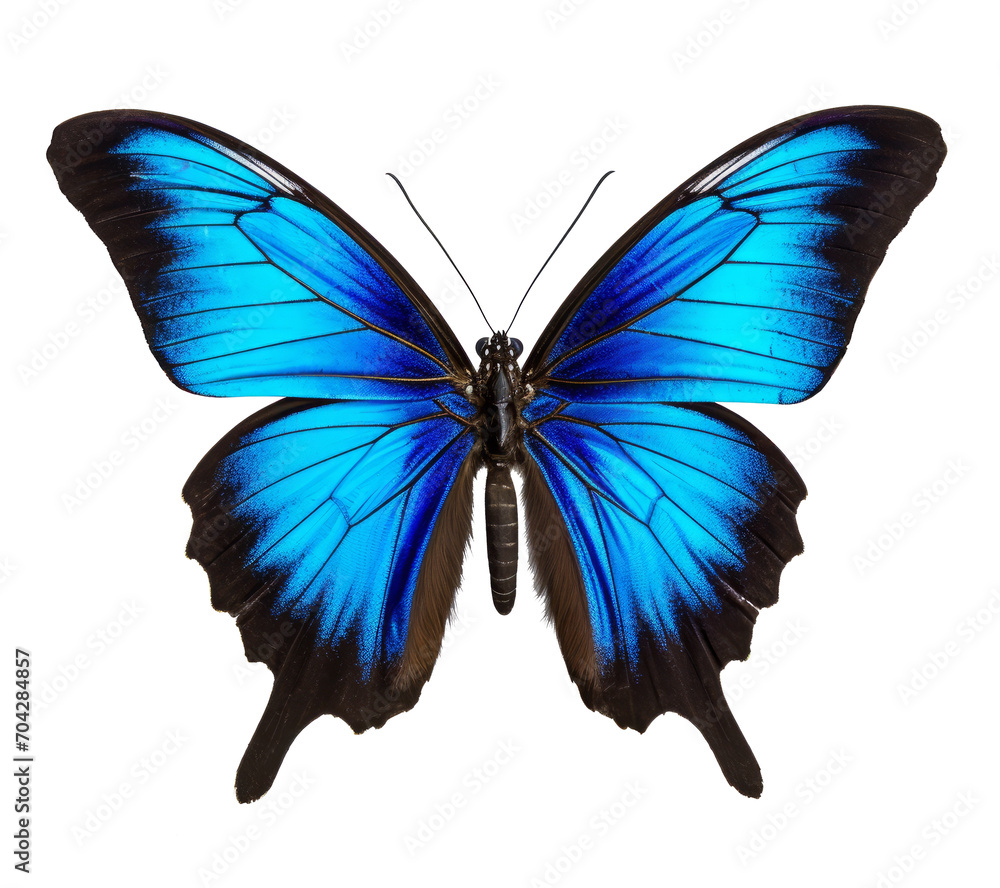 A beautiful Ulysses Butterfly, isolated on a transparent background A beautiful Ulysses Butterfly, isolated on a transparent background
