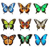 A set of different types of butterflies, isolated on a transparent background