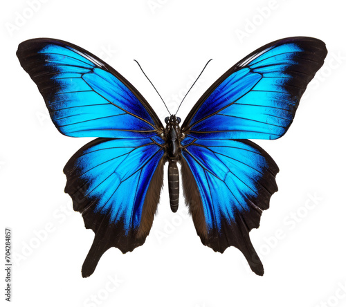 A beautiful Ulysses Butterfly, isolated on a transparent background