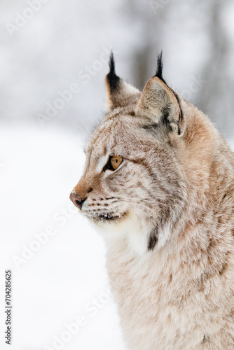 Close portrait of beautiful lynx cat in the winter snow