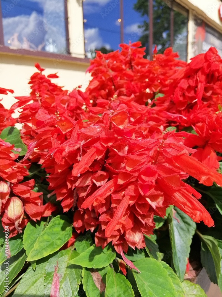 bright red and scarlet blooming Salvia splendens. natural background