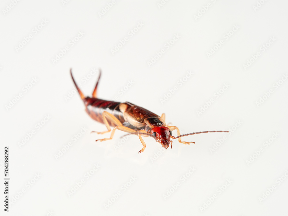 Earwigs on a white background. It is a small insects distinguished from other insects by a pair of forcep or pincer-like cerci at the end of the abdomen. Forficula mediterranea Earwigs on a white background. It is a small insects distinguished from other insects by a pair of forcep or pincer-like cerci at the end of the abdomen. Forficula mediterranea
