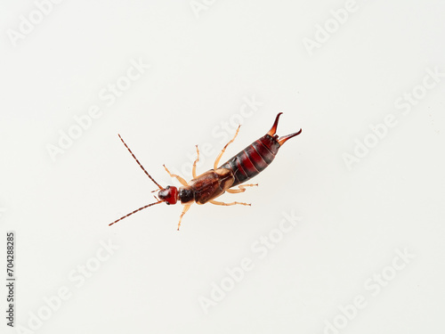 Earwigs on a white background. It is a small insects distinguished from other insects by a pair of forcep or pincer-like cerci at the end of the abdomen. Forficula mediterranea