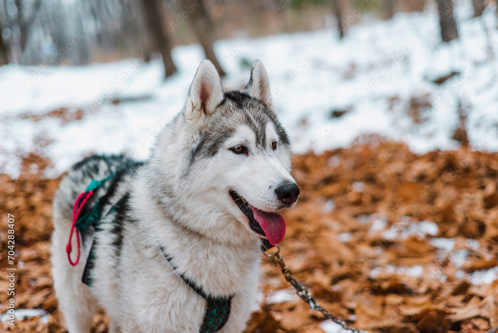 Naklejka premium Portrait of young siberian husky looking away