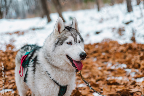 Portrait of young siberian husky looking away