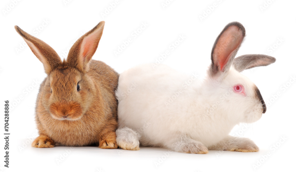Two rabbits isolated. Two rabbits isolated.