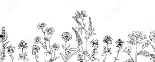 Flower Vector border. Outline illustration of plants. Hand drawn medicinal Herbs. Black line art of officinalis wildflowers and leaves. Linear drawing with white background. Seamless botanical pattern