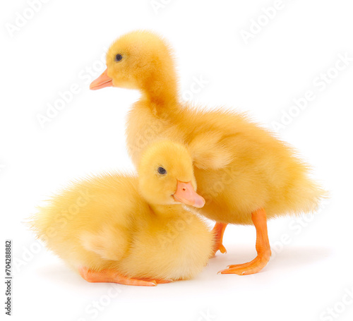 Two little cute duckling.