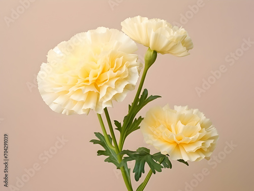 Marigold flower in studio background, single marigold flower, Beautiful flower images © Akilmazumder