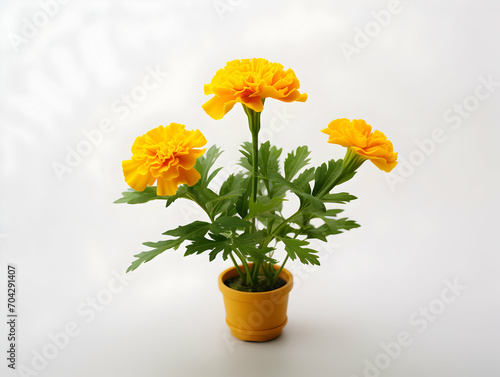 Marigold flower in studio background, single marigold flower, Beautiful flower images