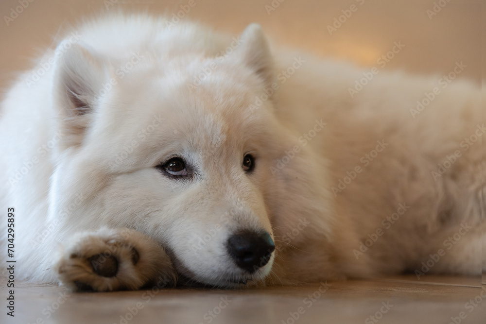 White Samoyed dog crouching and looking at focus White Samoyed dog crouching and looking at focus