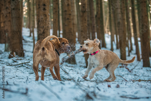 Beautifull Shar Pei dog walking in snow forrest. Playing with stick and another dog. Black collar, brown fur and eyes. Purebred.