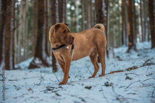 Beautifull Shar Pei dog walking in snow forrest. Playing with stick and another dog. Black collar, brown fur and eyes. Purebred.